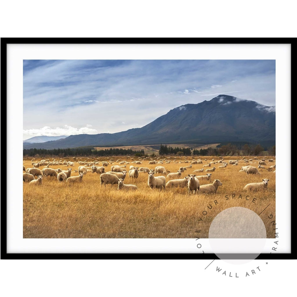 Sheep - New Zealand