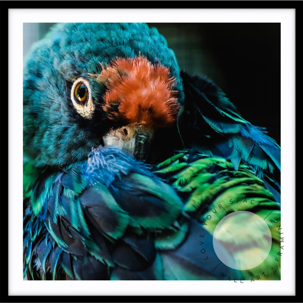 Teal Parrot - SQUARE