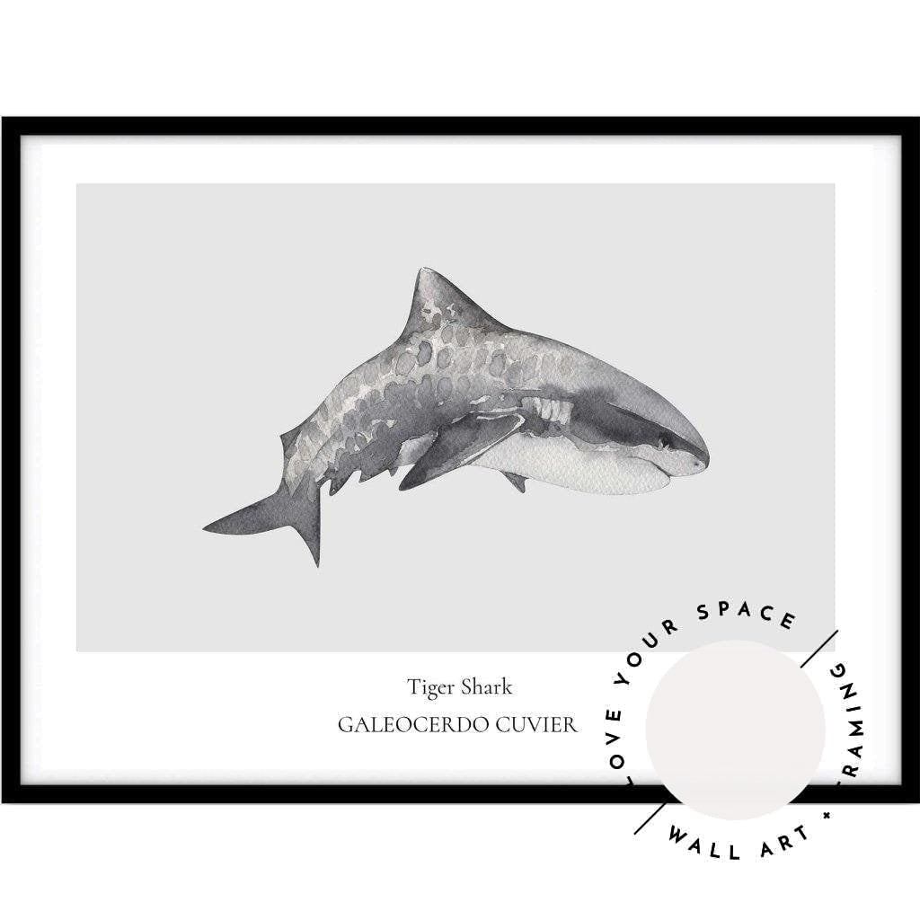 Sand Tiger shark Poster by Juan Bosco - Fine Art America