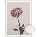 Vintage Chrysanthemums II - Love Your Space