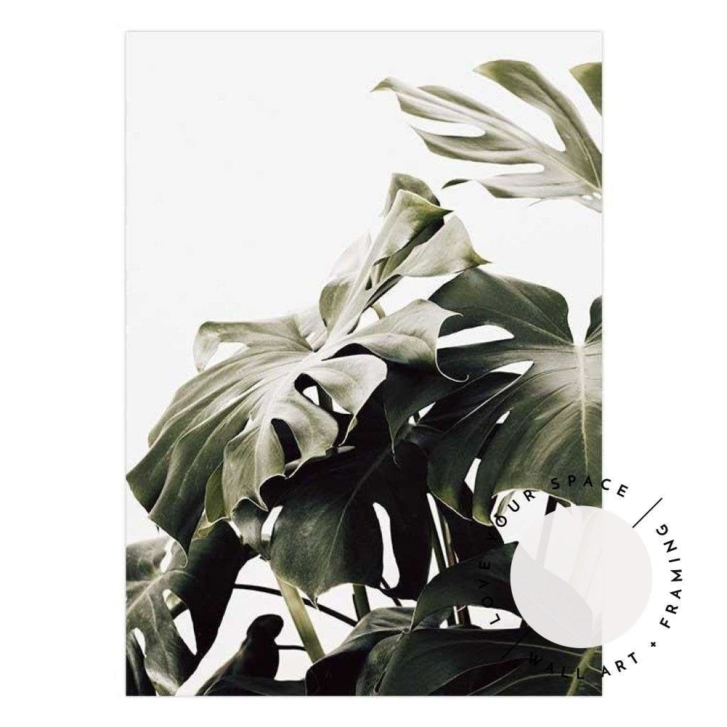 Vintage Monstera II - Love Your Space
