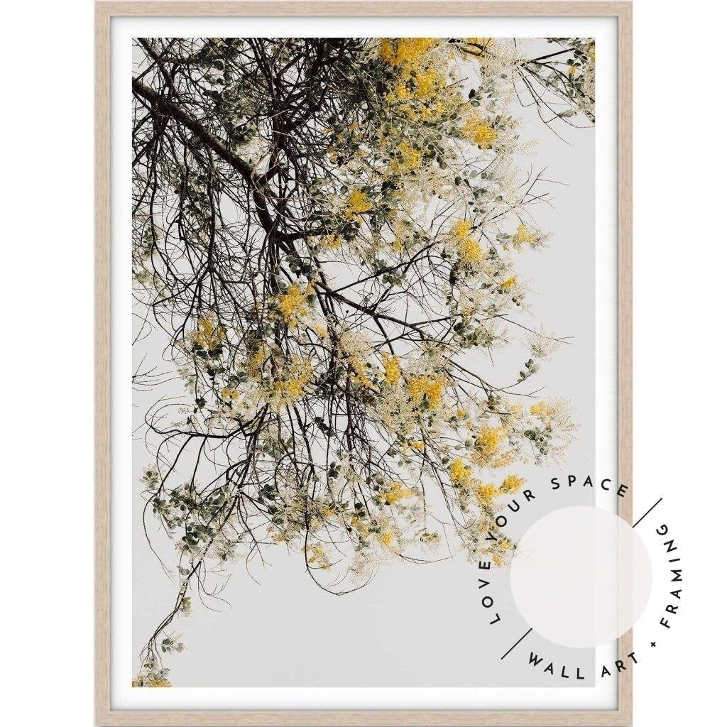 Wattle Tree - Love Your Space
