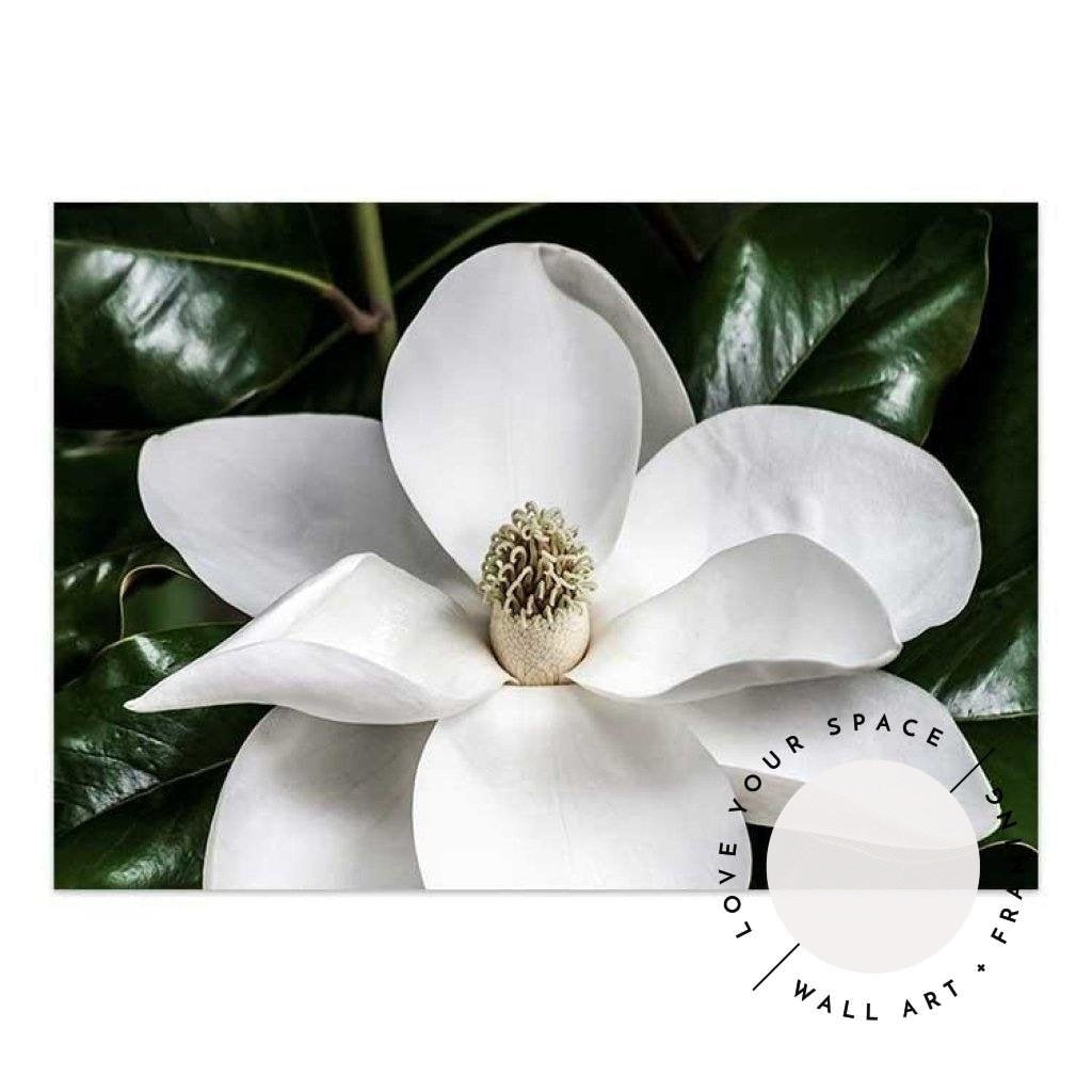 White Magnolia - Love Your Space