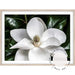 White Magnolia - Love Your Space