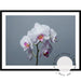White Orchid - Love Your Space