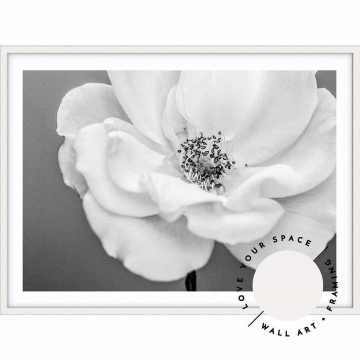 White Rose III B+W - Love Your Space