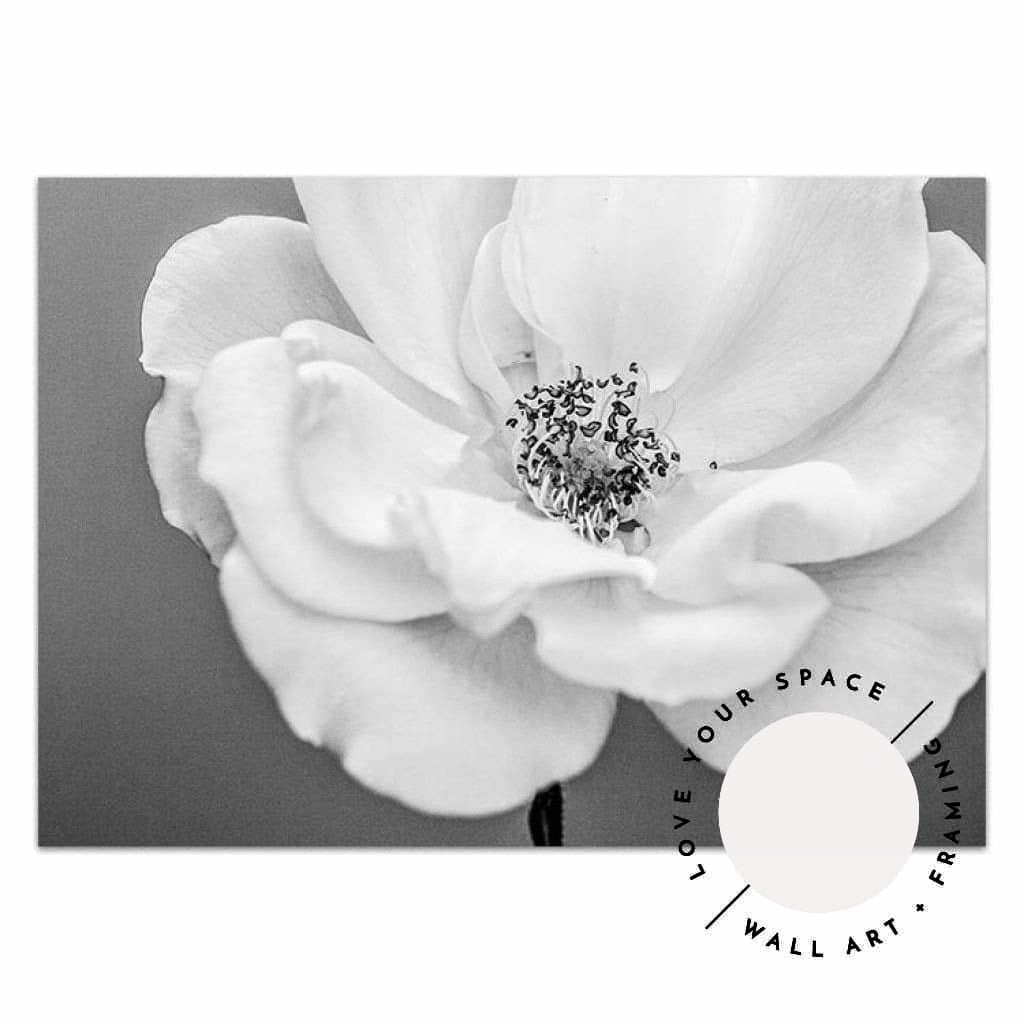 White Rose III B+W - Love Your Space