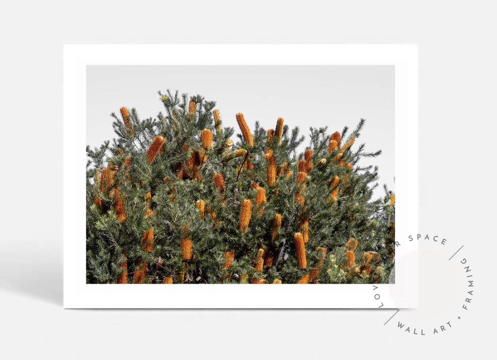 Wild Banksia II